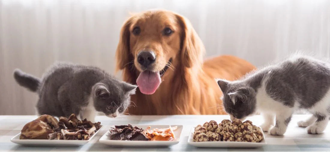 Pet Supplies 🐾